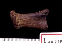 藏品(鹿角基部)的圖片